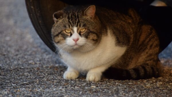 リモートワークのたったひとつの問題